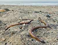 California Legless Lizard