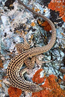California Whiptail