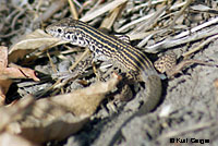 California Whiptail