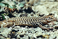 California Whiptail