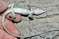 California Whiptail