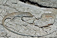 California Whiptail