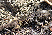 California Whiptail