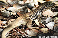 California Whiptail