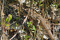 California Whiptail
