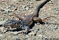 California Whiptail