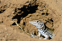 California Whiptail