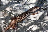 California Whiptail