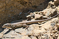 California Whiptail