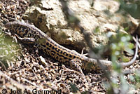 California Whiptail