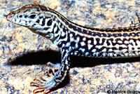California Whiptail