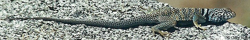 Great Basin Collared Lizard