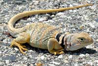 Great Basin Collared Lizard