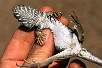 Great Basin Collared Lizard