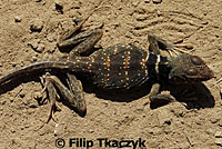 Great Basin Collared Lizard