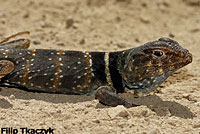 Great Basin Collared Lizard