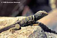 Great Basin Collared Lizard