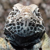 Great Basin Collared Lizard