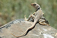Great Basin Collared Lizard
