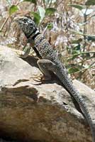 Great Basin Collared Lizard