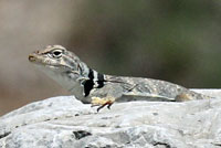 Great Basin Collared Lizard