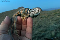 Great Basin Collared Lizard