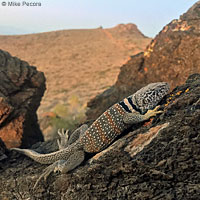 Great Basin Collared Lizard