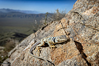 Great Basin Collared Lizard