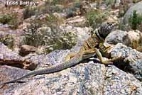 Great Basin Collared Lizard