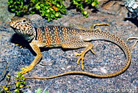 Great Basin Collared Lizard