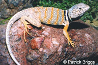 Great Basin Collared Lizard