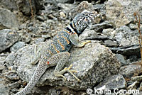 Great Basin Collared Lizard