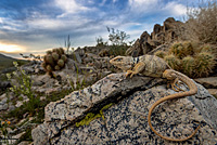 Great Basin Collared Lizard