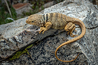 Great Basin Collared Lizard