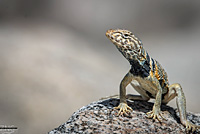 Great Basin Collared Lizard