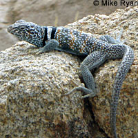 Great Basin Collared Lizard