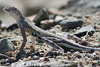 Western Zebra-tailed Lizard