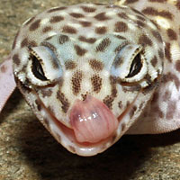 Peninsular Banded Gecko