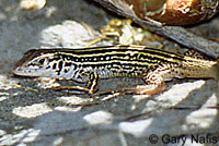 California Whiptail