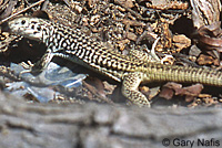 California Whiptail