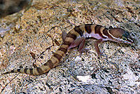 san diego banded gecko