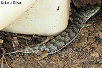 Sierra Alligator Lizards