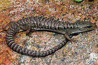 lizard