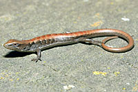 California Alligator Lizard