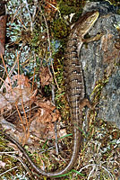 Oregon Alligator Lizard