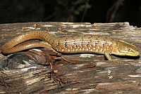 Oregon Alligator Lizard