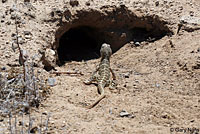 Blunt-nosed Leopard Lizard
