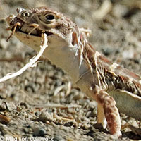 Blunt-nosed Leopard Lizard