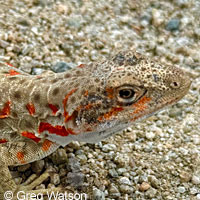 Long-nosed Leopard Lizard