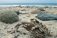 Coast Horned Lizard